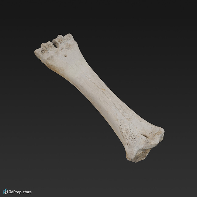 3D scan of a bare animal thigh bone.
