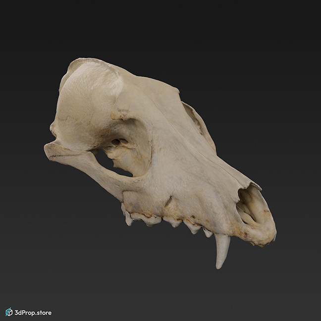 3D scan of a bare upper part of a fox skull, without jaws.