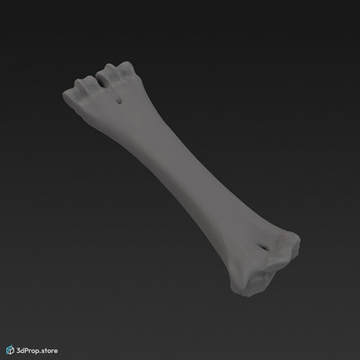 3D scan of a bare animal thigh bone.